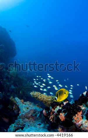 School of reef fish on the coral reef