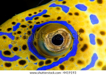 Fish eye of a reef fish