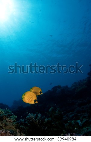 Pair of reef fish on the reef