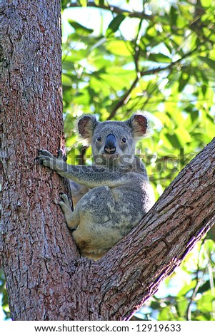 A Koala sitting in a Eucalyptus Tree in Noosa, Sunshine Coast, Queensland, Australia