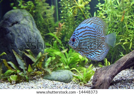 A Blue Turquoise Discus, tropical aquarium fish swimming in an aquarium.  Space for copy.