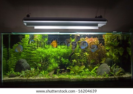 A beautiful planted tropical freshwater aquarium with Discus Fish.