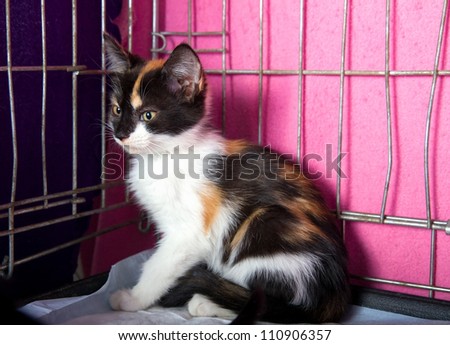 Lonely Homeless Kitten in a Cage in the Animal Shelter