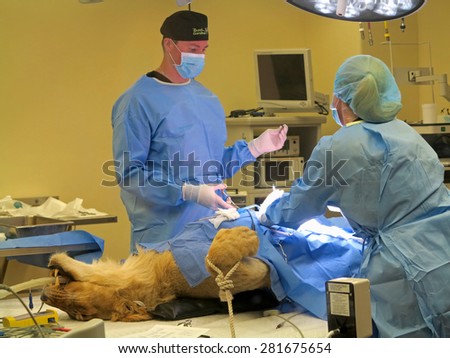 TAMPA, FLORIDA - MAY 3: the vets at Busch Gardens Tampa suturing the stomach of a lioness on May 3, 2015 in Tampa, Florida.