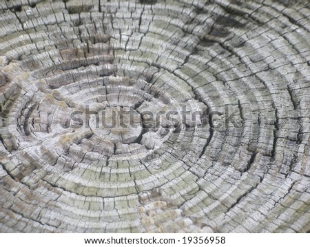 A lot of rings on the stump of a tree.