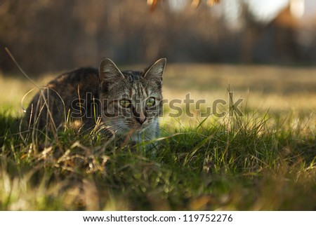 Little cat relax under a bush. Check my portfolio for more amazing nature photos.