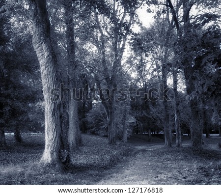 Monochrome photo of landscape with forest and road