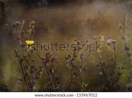 Vintage flower. Photo of yellow wild flower with grunge old paper texture.