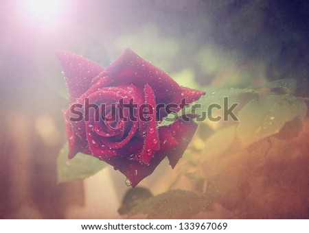 Vintage rose. Photo of red rose with grunge old paper texture.