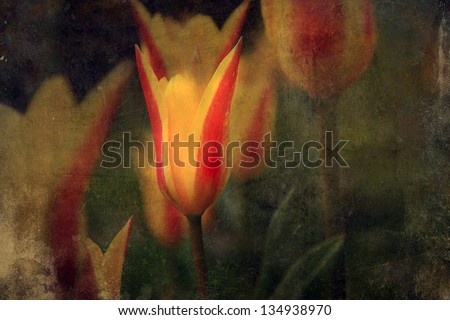 Vintage tulip flower. Antique style photo of flower with grunge old paper texture.