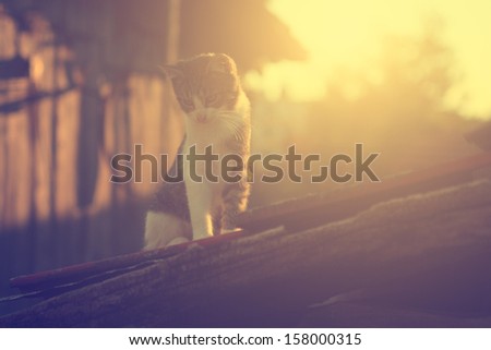 Vintage photo of little cat on roof