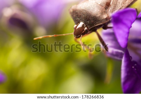Super macro photo of bedbug on flower