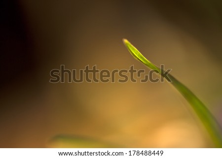 Super macro photo of single blade of grass