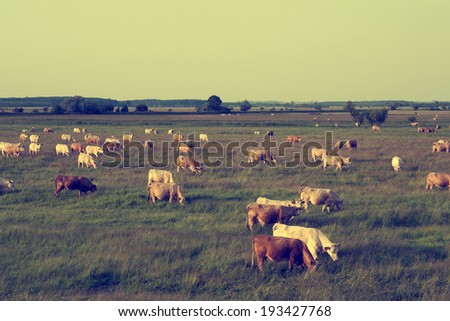 Vintage photo of cow herd