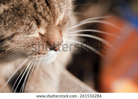Closeup of cat nose