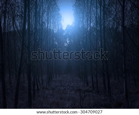 Forest at night with moonlight