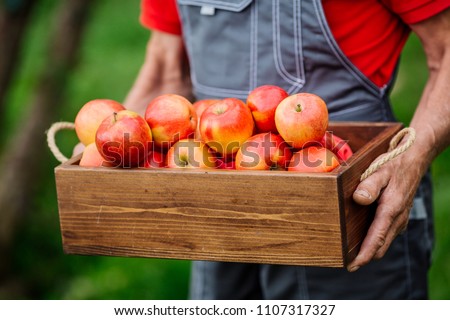 Foto Bild Reife Äpfel in Kisten und Eimern