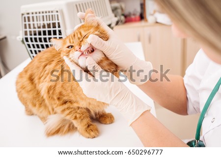 Similar – Image, Stock Photo Veterinarian checking teeth of dog