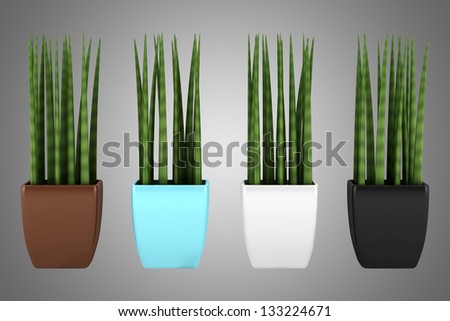 four color pots decorative plants isolated on gray background
