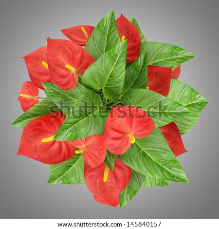 top view of red flower isolated on gray background