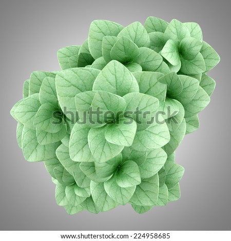 top view of oregano plant in pot isolated on gray background