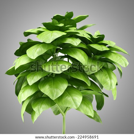 potted basil plant isolated on gray background