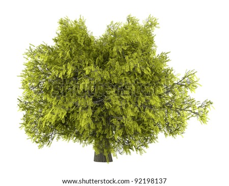 Honey Locust Tree Isolated On White Background Stock Photo 92198137