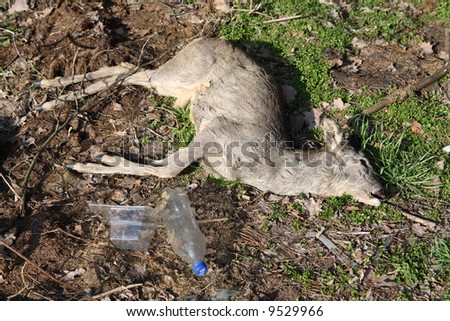 dead animal plastic bottle ecology death protect deer roe
