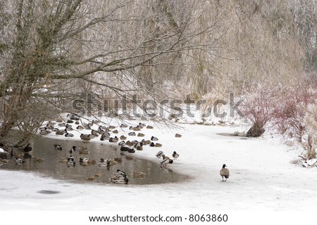 too late to fly south - ducks remaining in  Canada for the winter