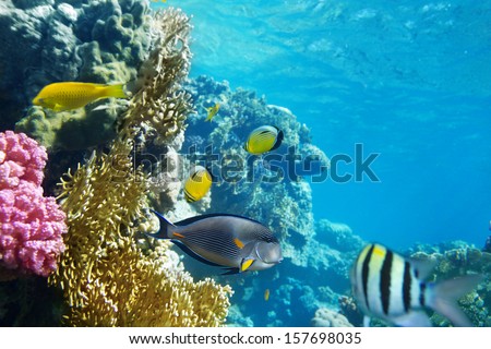 Coral garden with colorful fishes