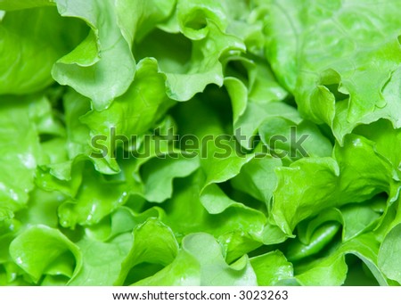 extreme close-up view of lettuce leaves