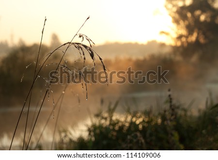 Branch with dew and cobwebs on the background of sunrise