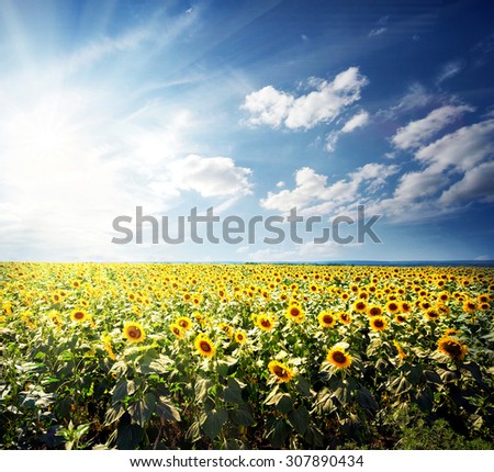 Field of bright yellow sunflowers under the bright sun