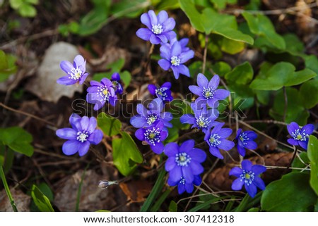 Beautiful blue summer wildflowers. Lahemaa National Park - one of the jewels of Northern Europe.