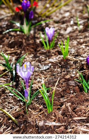 Purple Crocus flowers on brown mulch
