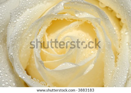 white long stem rose detail