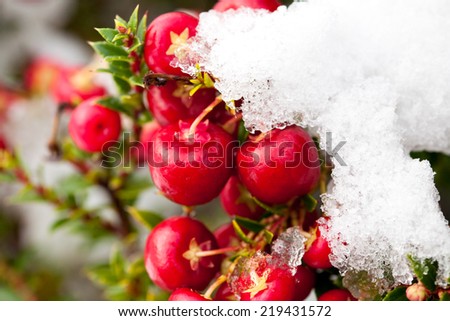 snow covered winter berries