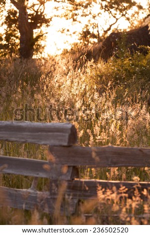 wild grass in a forest glade on a summer sunset