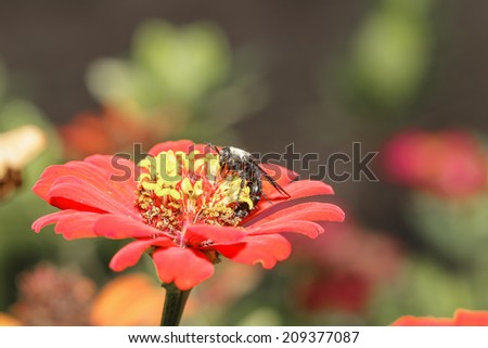 Black flower wasp on orange zinnia in garden