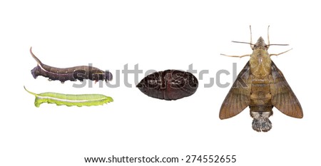 Life cycle  of macroglossum sitiene moth isolated with clipping path
