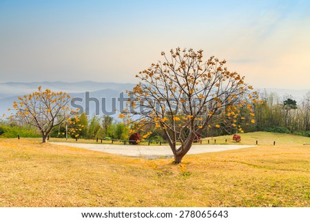 Landscape on mountain camping in Thailand national park with yellow flower tree