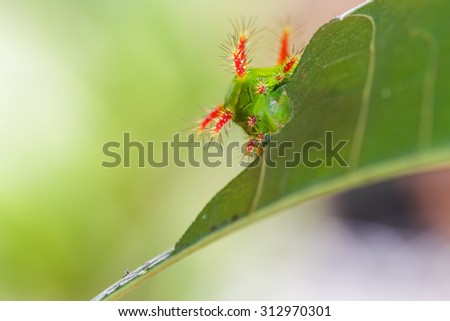 Stinging Nettle Slug Caterpillar of moth on leaf