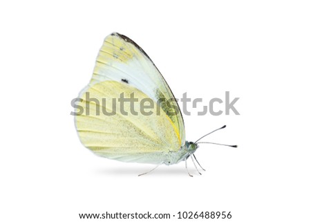 Similar – Image, Stock Photo Small cabbage white butterfly in light and shade