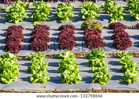 Salad vegetables (green butterhead, red coral, red oak leaf lettuce) plantation