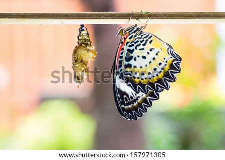 Close up of newly born female leopard lacewing (Cethosia cyane euanthes) butterfly clinging on stick