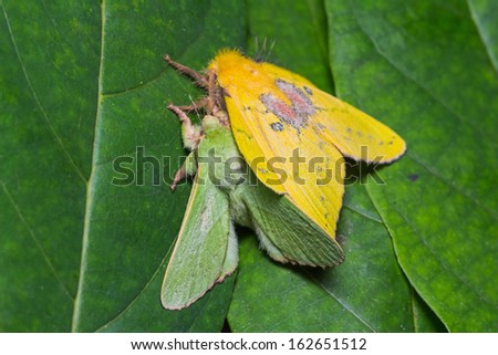 Close up of roseapple caterpillar moth or small-tent moth (Trabala pallida walker) pair mating on green leaf