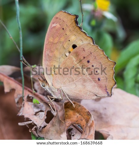 Close up of Lemon Pansy (Junonia lemonias) butterfly on dry leaves, side view, square cropped