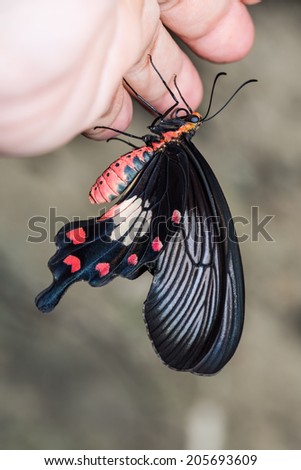 Close up of common rose (Pachliopta aristolochiae goniopeltis) butterfly clinging on human hand
