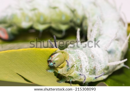 Close up of Atlas moth (Attacus atlas) caterpillar eating its host plant leaf, focusing on its head