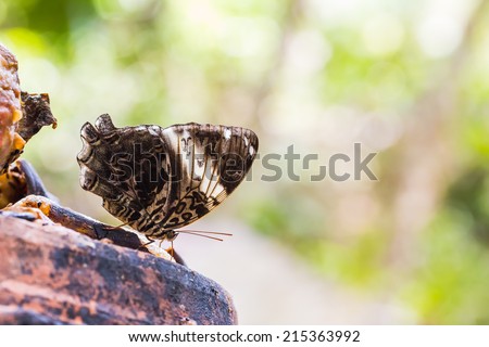 Close up of Blue Begum (Prothoe franck) butterfly feeding on fruit, backlighting shooting